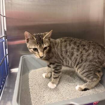 Nori -  Domestic Short Hair Cat for Adoption in Buffalo, New York - Nori | PetCurious
