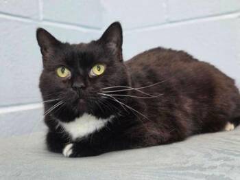 Domestic Short Hair Cats Available for Adoption in Fairfax, Virginia - Mountain Mama | PetCurious