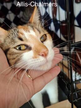 Allis Charmers -  Calico Cat for Adoption in Wyandotte, Michigan - Allis Charmers | PetCurious