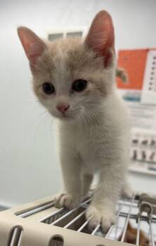 Domestic Short Hair Cats Available for Adoption in Saint Paul, Minnesota - Brooks | PetCurious
