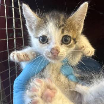 Domestic Short Hair Cats Available for Adoption in West Palm Beach, Florida - Scampi | PetCurious