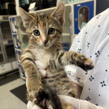 Rue -  Domestic Short Hair Cat for Adoption in Grantsville, Utah - Rue | PetCurious