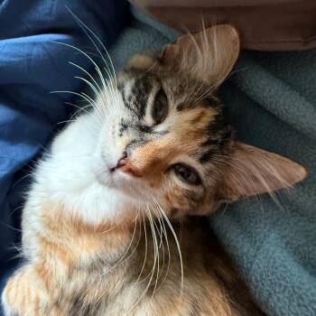 Twix -  Domestic Medium Hair Cat for Adoption in Santa Rosa, California - Twix | PetCurious