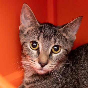 Mila -  Domestic Short Hair Cat for Adoption in Middletown, Rhode Island - Mila | PetCurious