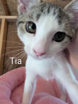 Tia -  Domestic Short Hair Cat for Adoption in Sonora, California - Tia | PetCurious