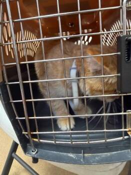 LEAH -  Domestic Short Hair Cat for Adoption in Fort Wayne, Indiana - LEAH | PetCurious