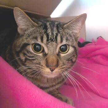 Domestic Short Hair Cats Available for Adoption in Providence, Rhode Island - Shadow | PetCurious