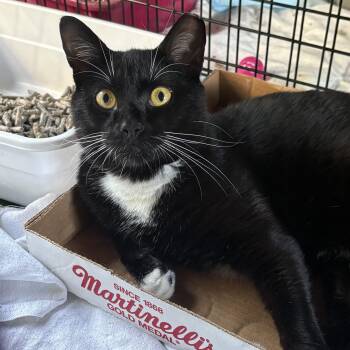 Randy -  Domestic Short Hair Cat for Adoption in Port Jefferson Station, New York - Randy | PetCurious
