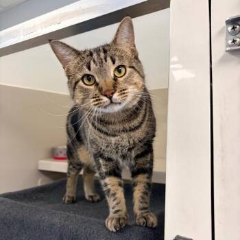 Philly -  Domestic Short Hair Cat for Adoption in Watertown, New York - Philly | PetCurious