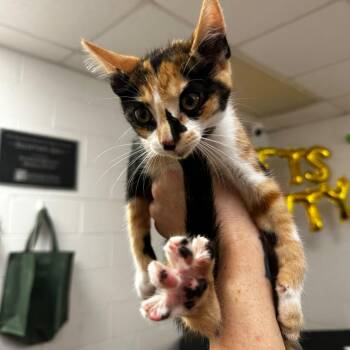 Kelp -  Domestic Medium Hair Cat for Adoption in Gadsden, Alabama - Kelp | PetCurious