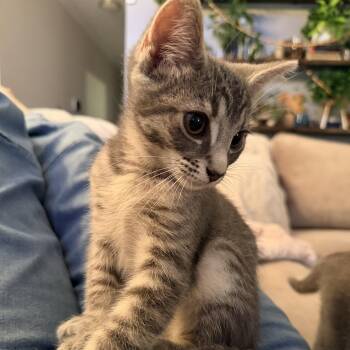 Elmer -  Domestic Short Hair Cat for Adoption in Dickson, Tennessee - Elmer | PetCurious