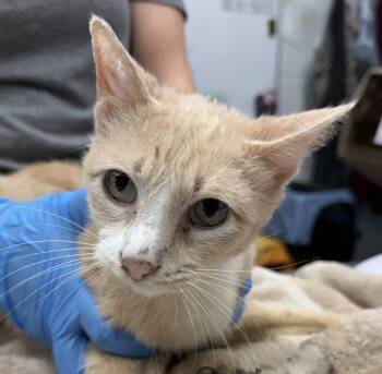 Mango -  Domestic Short Hair Cat for Adoption in Golden, Colorado - Mango | PetCurious