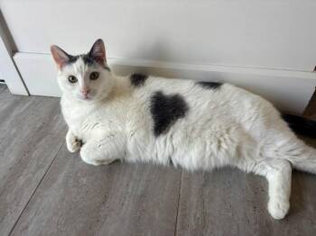 Domestic Short Hair Cats Available for Adoption in Sainte-martine, Quebec - Batman | PetCurious