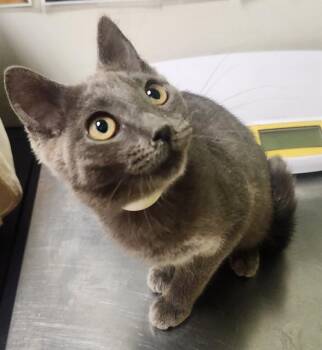 CHIMERA -  Domestic Short Hair Cat for Adoption in Pueblo, Colorado - CHIMERA | PetCurious