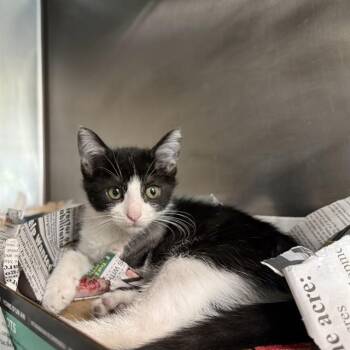 ACHILLES -  Domestic Short Hair Cat for Adoption in San Antonio, Texas - ACHILLES | PetCurious