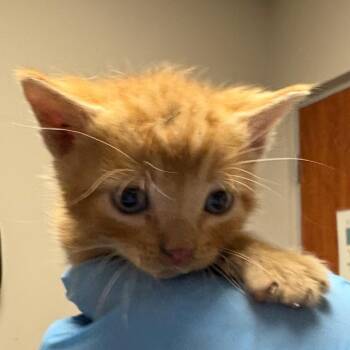 Domestic Short Hair Cats Available for Adoption in Yuma, Arizona - Colorado | PetCurious