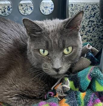 Diane -  Domestic Short Hair Cat for Adoption in Golden, Colorado - Diane | PetCurious