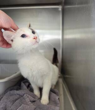 Vickie -  Domestic Short Hair Cat for Adoption in Metamora, Illinois - Vickie | PetCurious
