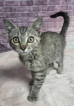 Kassandra -  Domestic Short Hair Cat for Adoption in Houston, Texas - Kassandra | PetCurious
