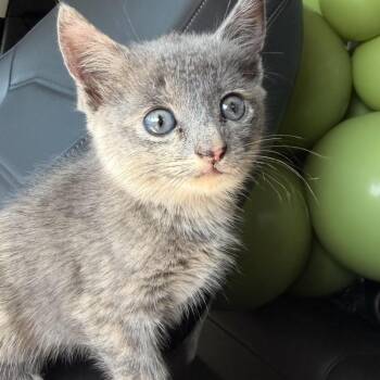 Stevie -  Domestic Short Hair Cat for Adoption in Auburn, Alabama - Stevie | PetCurious