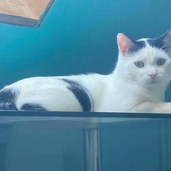 Domestic Short Hair Cats Available for Adoption in Warr Acres, Oklahoma - Butler | PetCurious
