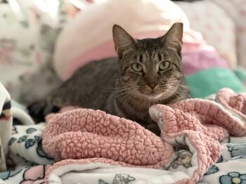 Penny & Benny (sweet, playful, gentle) -  Tabby and Domestic Short Hair Cat for Adoption in San Jose, California - Penny & Benny (sweet, Playful, Gentle) | PetCurious