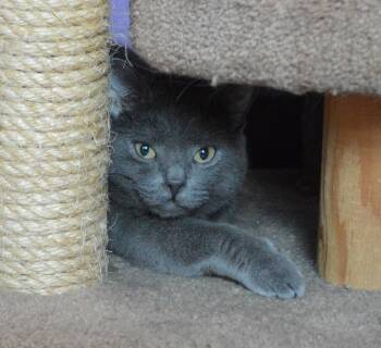 Daddo -  Domestic Short Hair Cat for Adoption - Daddo | PetCurious