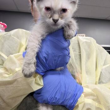 Citrine -  Domestic Short Hair Cat for Adoption in Salt Lake City, Utah - Citrine | PetCurious