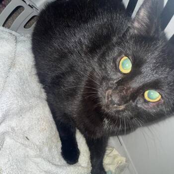 Dinu -  American Shorthair Cat for Adoption in Greensboro, North Carolina - Dinu | PetCurious