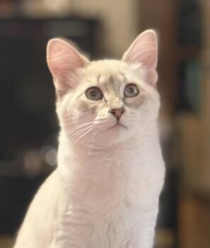 Rescue Siamese and Domestic Short Hair Cats for Adoption in Las Cruces, New Mexico - Tane | PetCurious