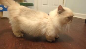 ZZ_Rafi__Courtesy Post -  Persian Cat for Adoption in Utica, Michigan - ZZ_Rafi__Courtesy Post | PetCurious