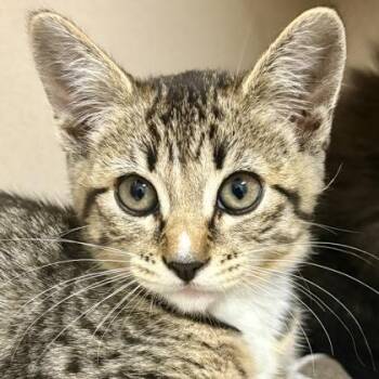Bellagio -  Domestic Short Hair Cat Available for Adoption in Sacramento, California - Bellagio | PetCurious
