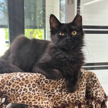 Sorrel -  Domestic Long Hair Cat for Adoption in Hailey, Idaho - Sorrel | PetCurious