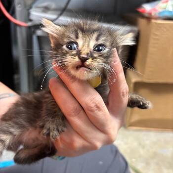 Miami K2 -  Domestic Short Hair Cat for Adoption in Saint Joseph, Missouri - Miami K2 | PetCurious