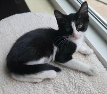 Carolina -  Domestic Short Hair Cat for Adoption in Warr Acres, Oklahoma - Carolina | PetCurious