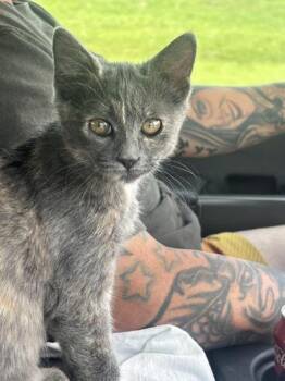 Cookie -  Domestic Short Hair Cat for Adoption in Liverpool, Texas - Cookie | PetCurious