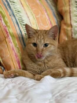 Lenorah -  Tabby Cat for Adoption - Lenorah | PetCurious