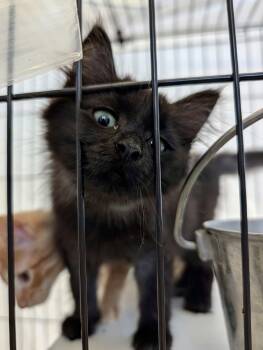 Apple -  Domestic Short Hair Cat for Adoption in Detroit Lakes, Minnesota - Apple | PetCurious