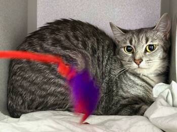 Rescue Domestic Short Hair Cats for Adoption in New York, New York - Lightning Bug | PetCurious