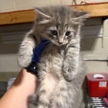 Archibald -  Domestic Short Hair Cat for Adoption in Milton, Florida - Archibald | PetCurious