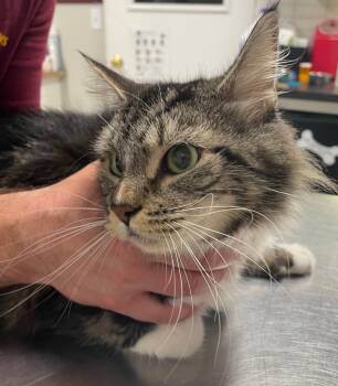 Rescue Domestic Medium Hair Cats for Adoption in Fall River, Massachusetts - Cricket | PetCurious