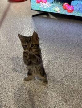 Thunder -  Domestic Short Hair Cat for Adoption in Wheaton, Illinois - Thunder | PetCurious