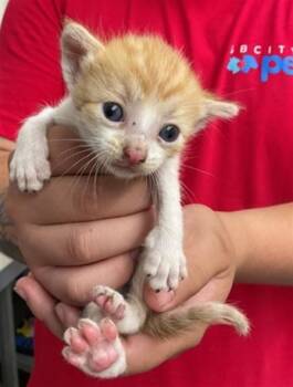 PEARL -  Domestic Short Hair Cat for Adoption in San Bernardino, California - PEARL | PetCurious