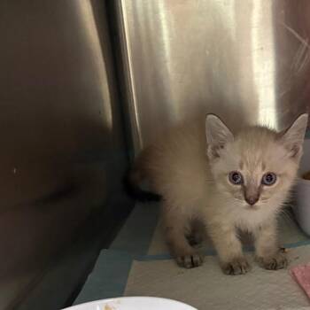 Amethyst -  Siamese Cat for Adoption in San Antonio, Texas - Amethyst | PetCurious