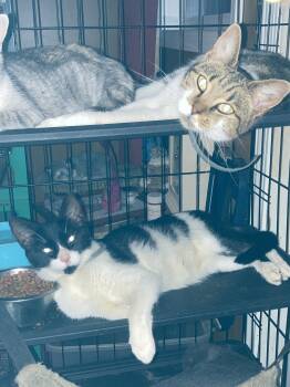Latte -  Domestic Short Hair Cat for Adoption in Chatham, Virginia - Latte | PetCurious