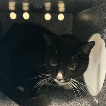 Panda -  Domestic Short Hair Cat for Adoption in Pasadena, California - Panda | PetCurious