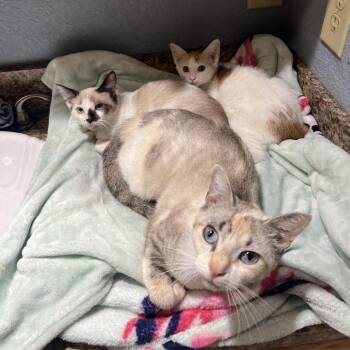 Baby -  Domestic Short Hair Cat for Adoption in Hackett, Arkansas - Baby | PetCurious