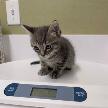 Crowley -  Domestic Short Hair Cat for Adoption in Chico, California - Crowley | PetCurious