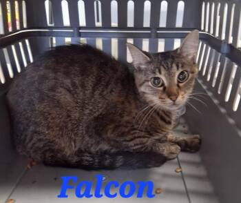 Falcon -  Domestic Short Hair Cat for Adoption in Hartford City, Indiana - Falcon | PetCurious