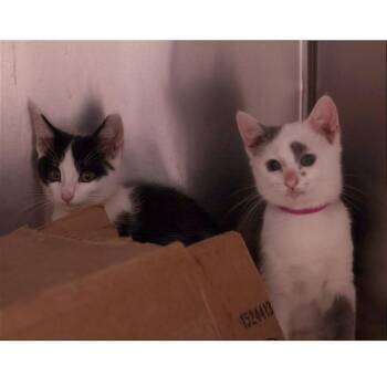 Sand Dollar & Coral *ringworm* -  Domestic Short Hair Cat for Adoption in Philadelphia, Pennsylvania - Sand Dollar & Coral *ringworm* | PetCurious